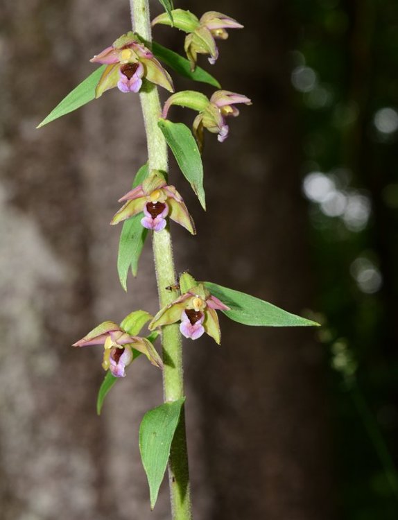 Epipactis helleborine (L.) Crantz 1769. 2.jpg