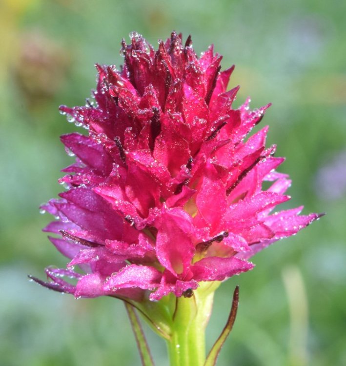 Nigritella miniata. ( Crantz) Janch. 1959. 4.jpg