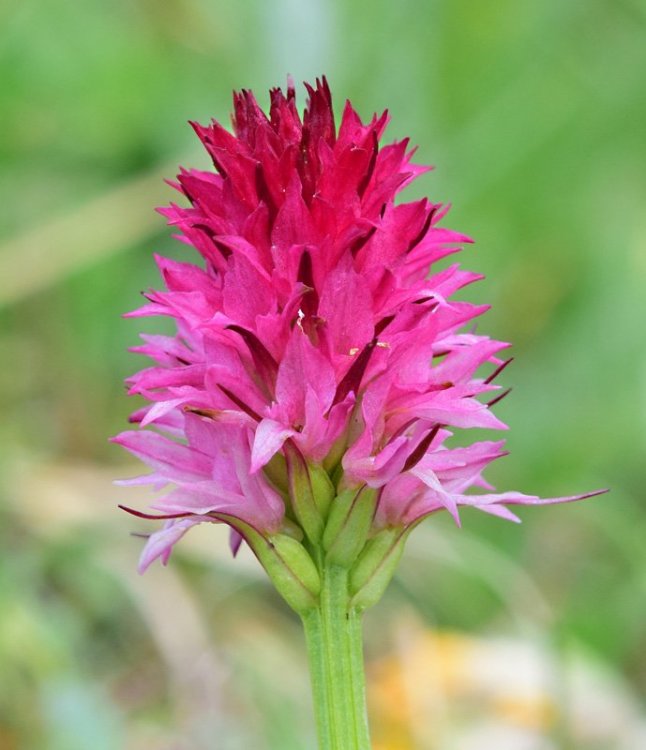 Nigritella miniata var. dolomitensis (teppner & E. Klein) H. Bauman, R Lorenz & Perazza. 13.jpg