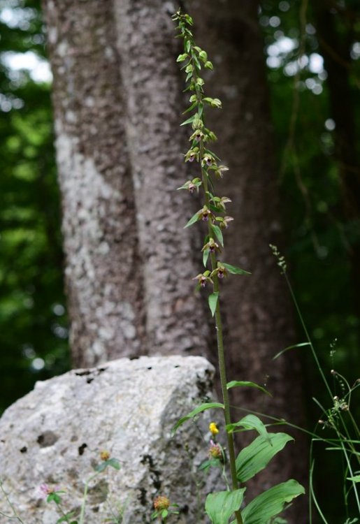 Epipactis helleborine (L.) Crantz 1769. 1.jpg