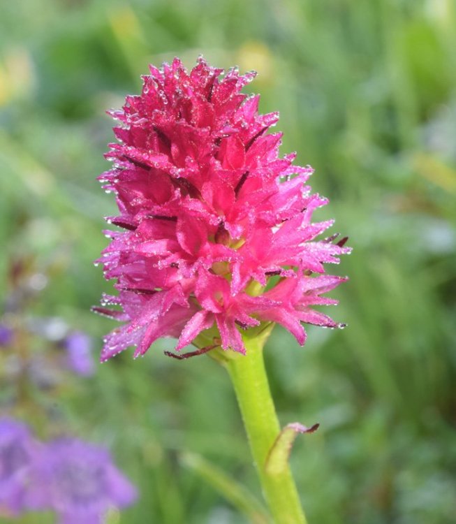 Nigritella miniata. ( Crantz) Janch. 1959. 8.jpg