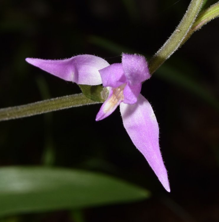 Cephalanthera rubra. (L.) Rich. 1817. 4.jpg