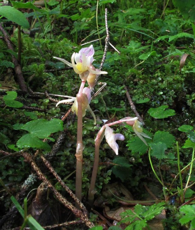 Epipogium aphyllum Sw. 1814 1.jpg