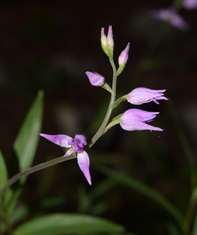 Cephalanthera rubra. (L.) Rich. 1817. 3.jpg