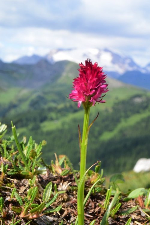 Nigritella miniata var. dolomitensis (teppner & E. Klein) H. Bauman, R Lorenz & Perazza. 11.jpg