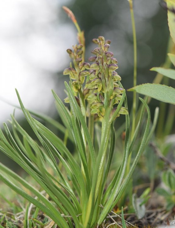 Chamorchis alpina (L.) Rich. 1817. 5.jpg