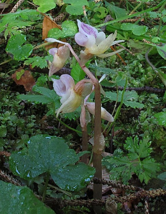 Epipogium aphyllum Sw. 1814 2.jpg