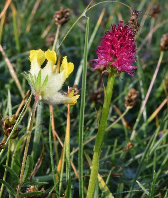 Nigritella miniata. ( Crantz) Janch. 1959. 5.jpg