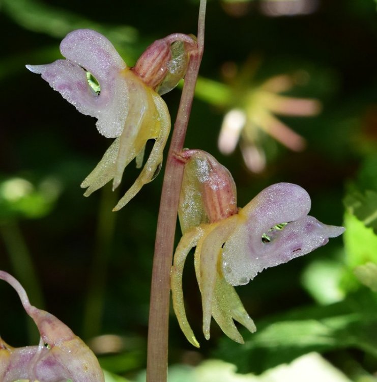 Epipogium aphyllum Sw. 1814 6.jpg