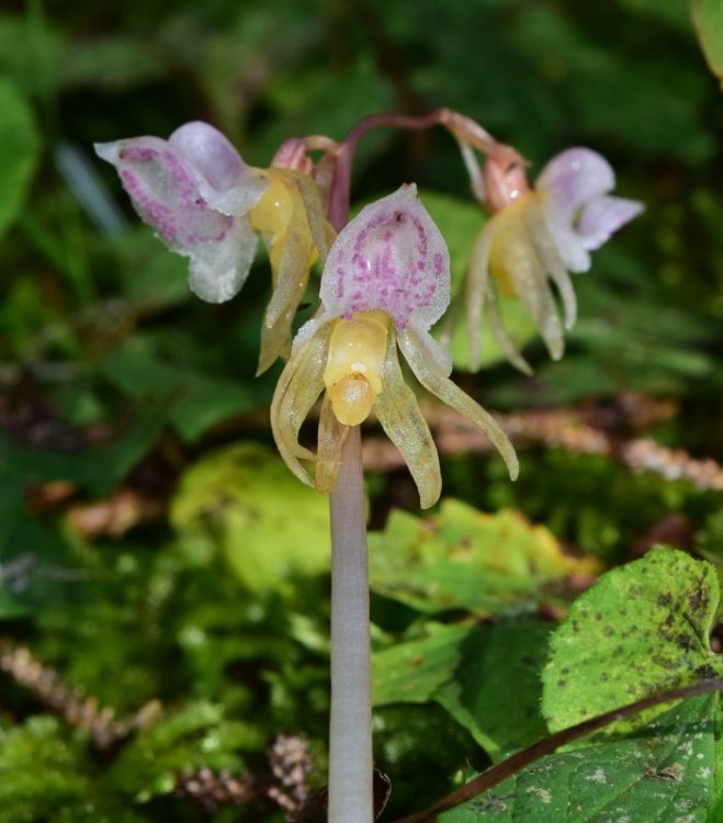 Epipogium aphyllum Sw. 1814 11.jpg