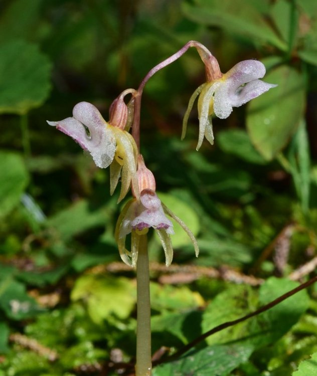 Epipogium aphyllum Sw. 1814 10.jpg