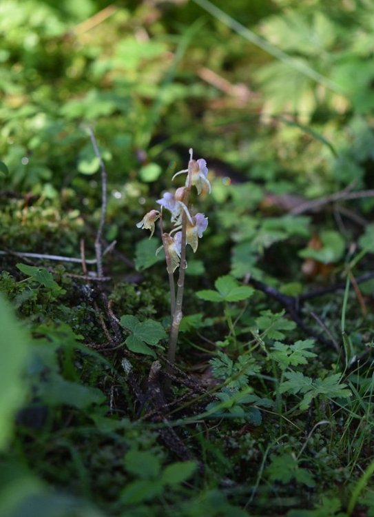 Epipogium aphyllum Sw. 1814 8.jpg