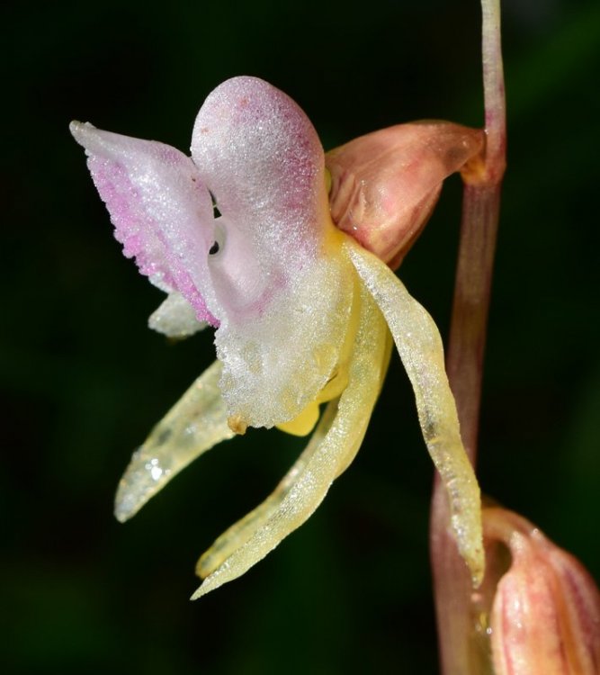 Epipogium aphyllum Sw. 1814 9.jpg