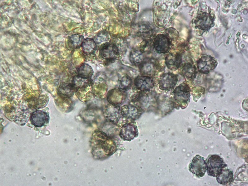 Lactarius turpis 19-21 Spore Melzer 1000x.jpg