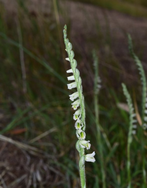 Spirantes spiralis (L.) Chevall. 1827 . 3.jpg