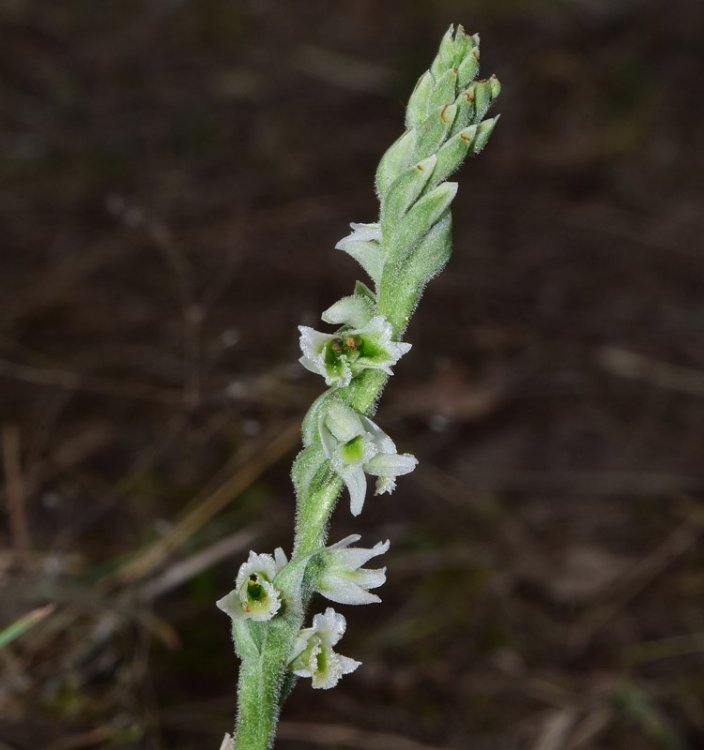 Spirantes spiralis (L.) Chevall. 1827 . 9.jpg