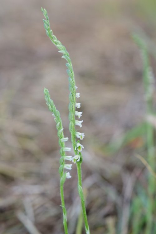 Spirantes spiralis (L.) Chevall. 1827 . 5.jpg