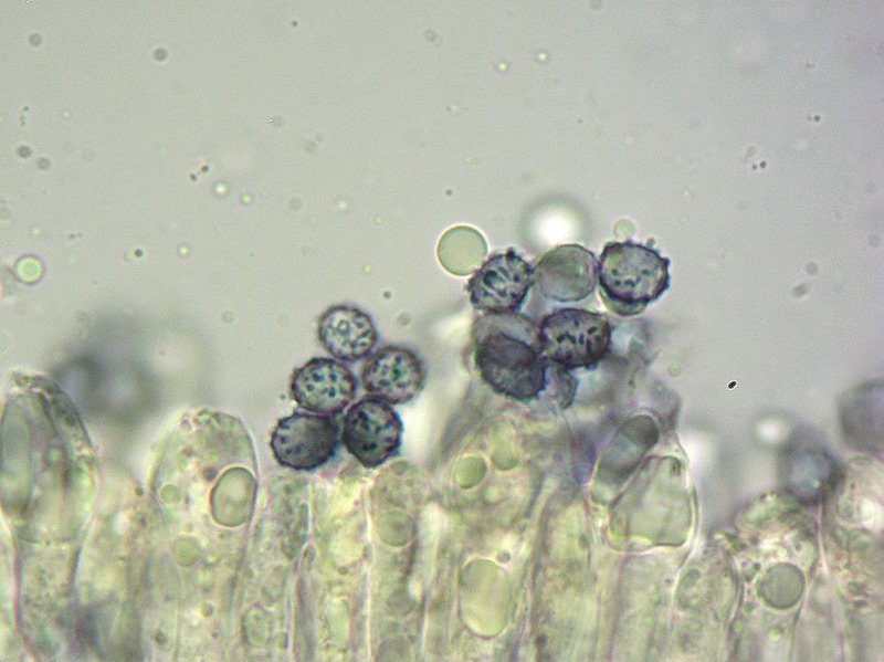 Russula insignis 23-6 Spore 1000x Melzer e Cloralio idrato.jpg