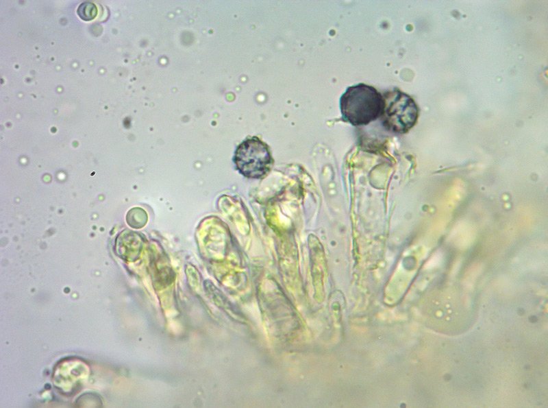 Russula insignis 17-22 Spore 1000x Melzer e Cloralio idrato.jpg