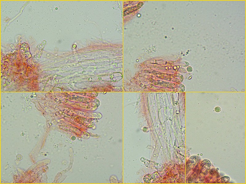 Lyophyllum-paelochroum-19-23-Spore-400x-RC.jpg