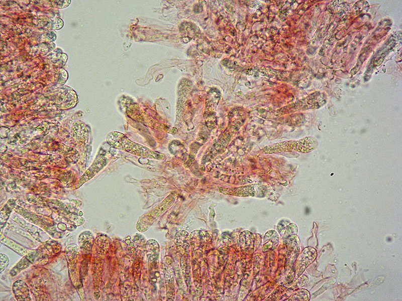 Lyophyllum-paelochroum-24-Basidi-400x-RC.jpg