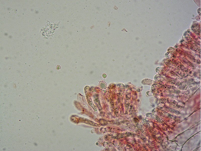Lyophyllum-paelochroum-25-Basidi-400x-RC.jpg