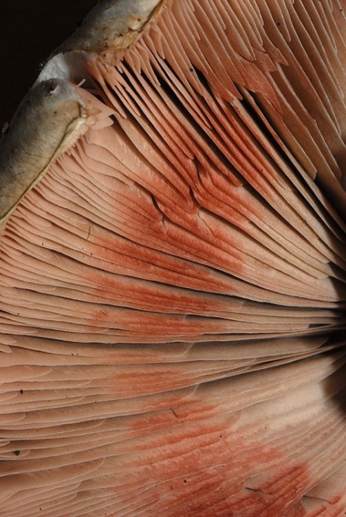 Agaricus impudicus 22.jpg