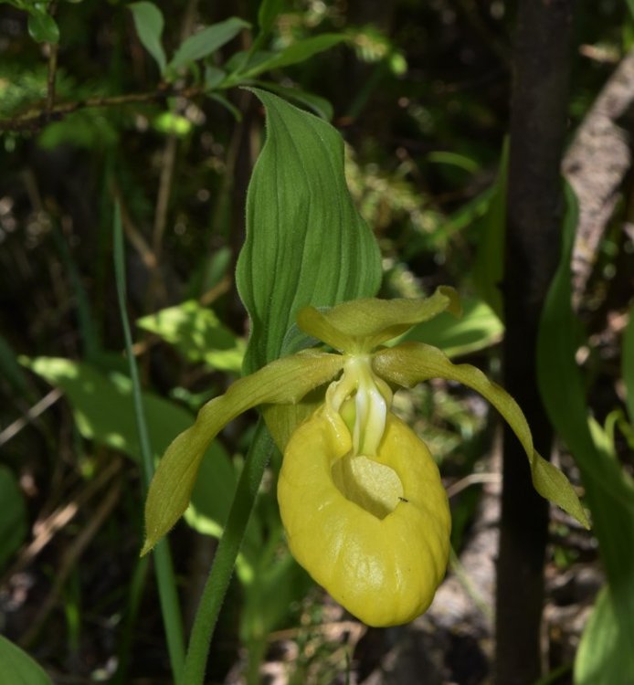 Cypripedium calceolus f.flavum 10.jpg