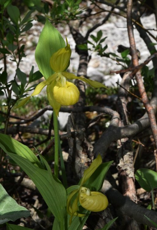 Cypripedium calceolus f.flavum 5.jpg