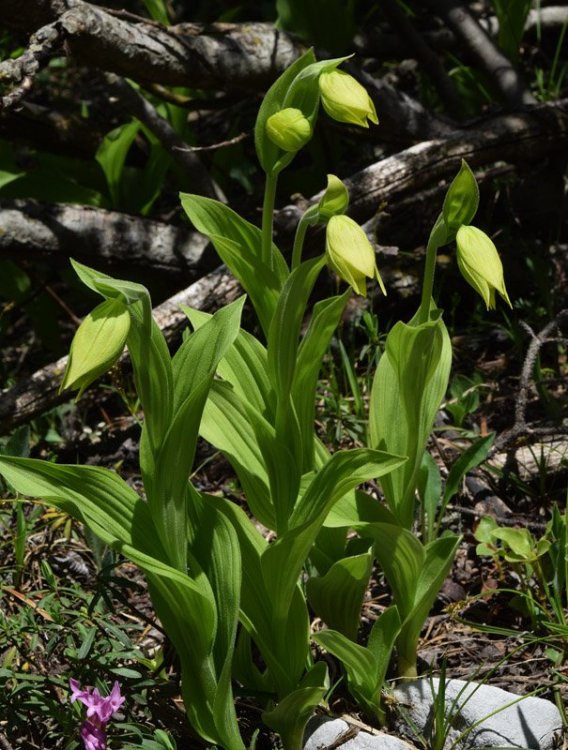 Cypripedium calceolus f.flavum 8.jpg