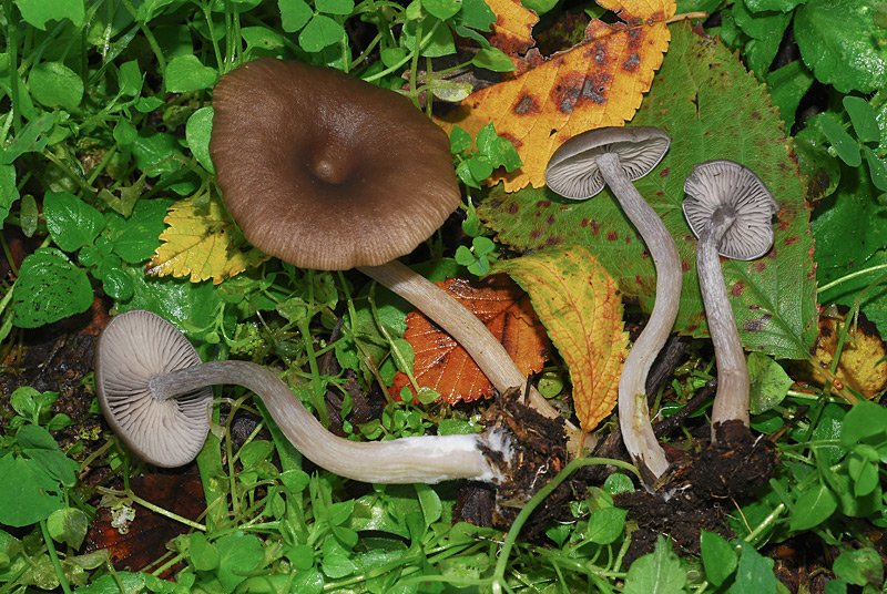 Pseudoclitocybe expallens 11.jpg