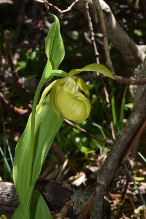 Cypripedium calceolus f.flavum 2.jpg