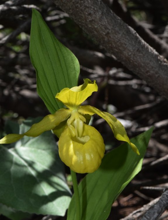 Cypripedium calceolus f.flavum 4.jpg