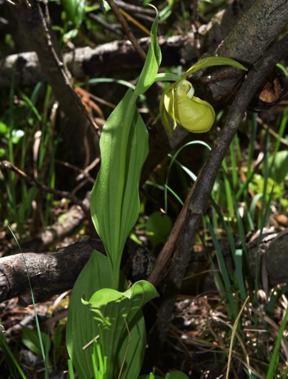 Cypripedium calceolus f.flavum 1.jpg