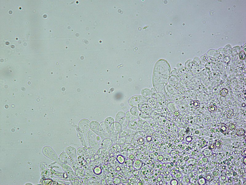 Entoloma roseum O TL191121-07 14 Cheilo 400x L4.jpg