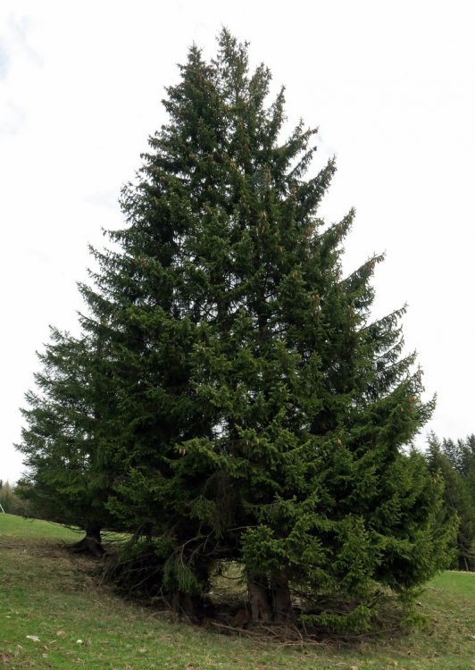 albero.thumb.jpg.d82fdb70cca203868d5c7ebbabf6db46.jpg