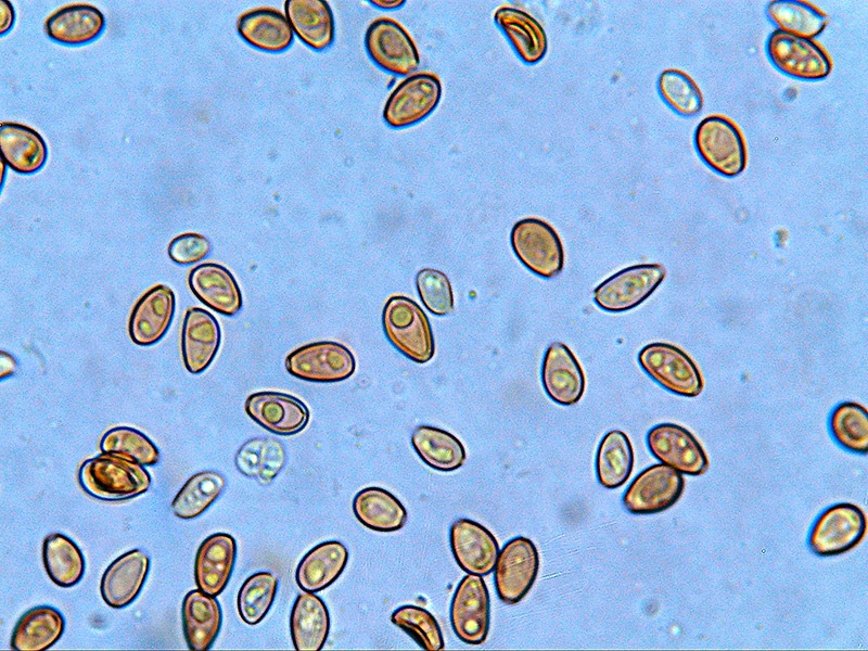 Hypholoma capnoides 05 Spore 1000x Acqua - SPORE IN ACQUA 100 X.jpg