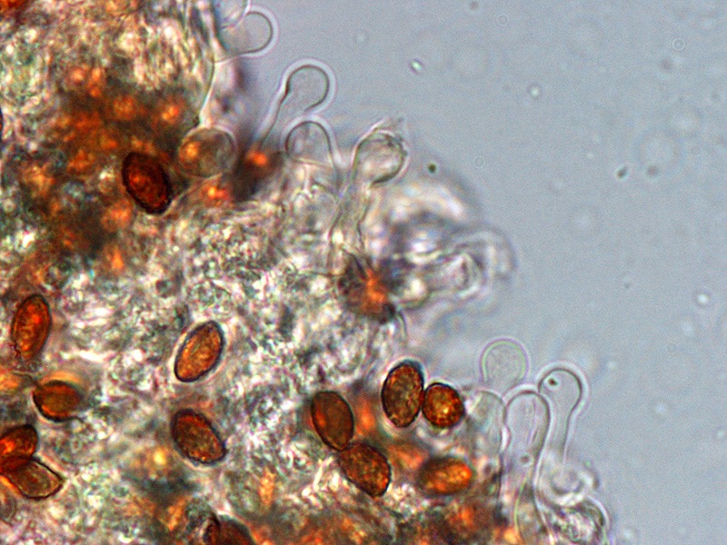 Gymnopilus stabilis 05-6 Cheilo 1000x L4.jpg