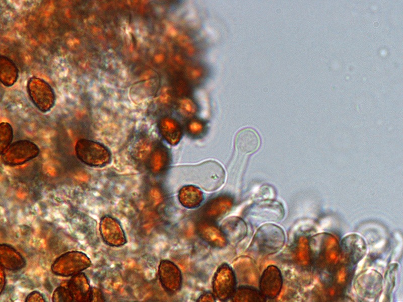 Gymnopilus stabilis 07 Cheilo 1000x L4.jpg