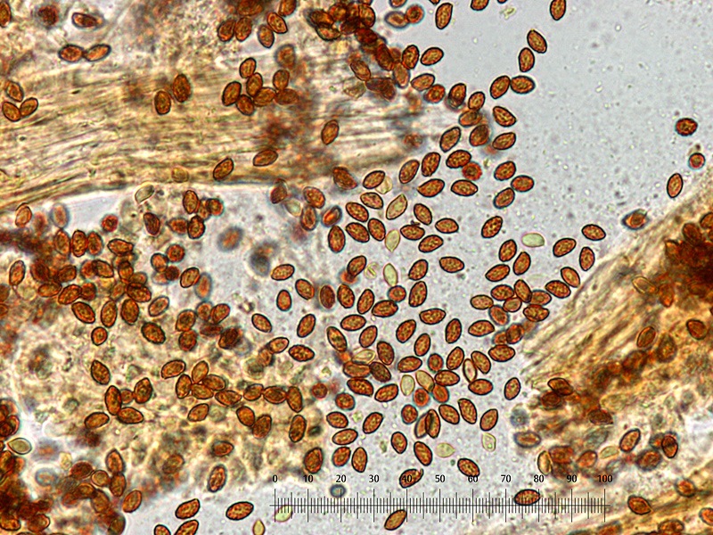 Gymnopilus stabilis 08 Spore 400x L4_u.jpg