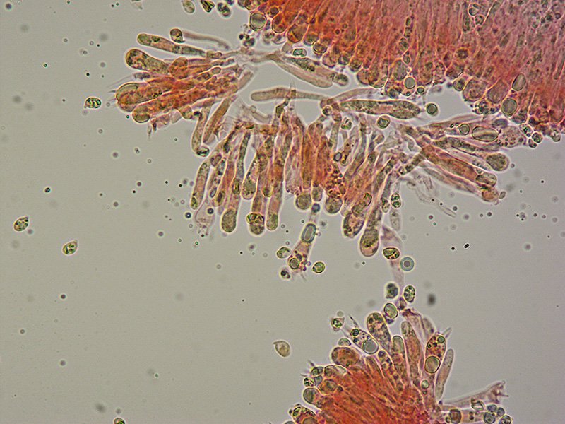 Cuphophyllus-fornicatus-TL191228-01-19-Spore-Basidi-400x-RC.jpg