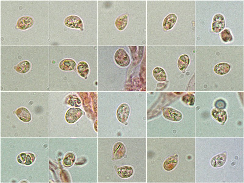 Cuphophyllus-fornicatus-TL191228-01-23-32-Spore-1000x-RC.jpg
