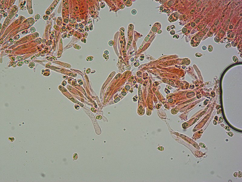 Cuphophyllus-fornicatus-TL191828-01-18-Spore-Basidi-400x-RC.jpg
