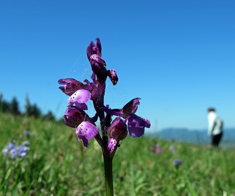 cacciatori-di-orchidee.jpg