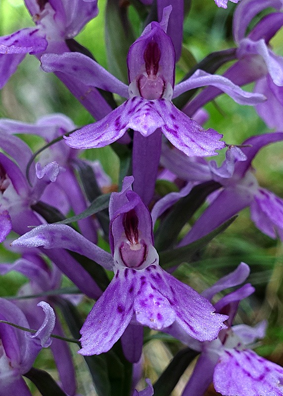 Dactylorhiza-maculata-subsp.-fuchsii-(1).jpg.34e2358826d7b2b1a33c5ef5793c36dd.jpg