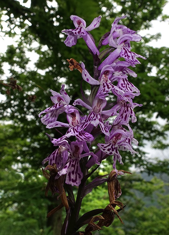 Dactylorhiza-maculata-subsp.-fuchsii-(11).jpg.6a2021c4af33529eea539b4db389e22f.jpg