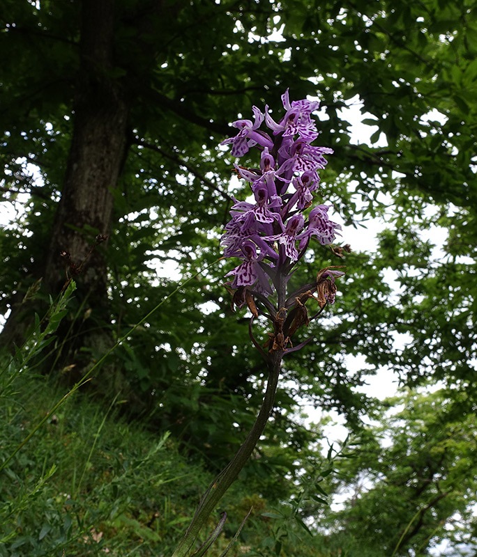 Dactylorhiza-maculata-subsp.-fuchsii-(9).jpg.2dc503f6dbf58fc1a4a1e3070d772bd9.jpg