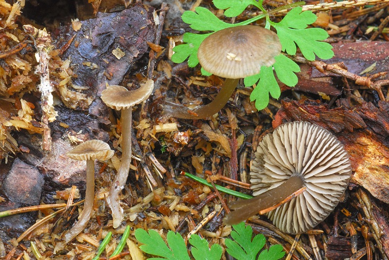 Entoloma juncinum 02-3.jpg