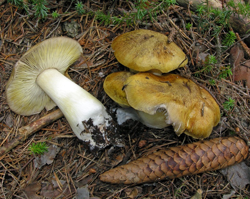 tricholoma.jpg