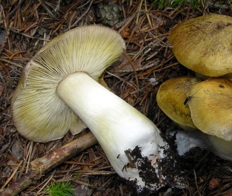 tricholoma1.jpg